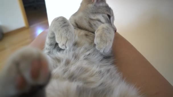 Un lindo gatito canoso gris yace y descansa sobre las rodillas de la anfitriona. — Vídeos de Stock