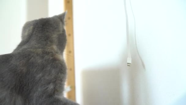 Gato cinza engraçado brincando com um fio de carregamento. — Vídeo de Stock