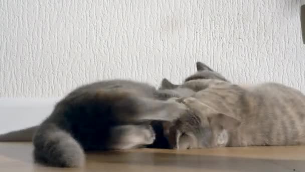 A cute grey tabby kitten lies and rests on the floor of the house in the rays of sunlight, looks at the camera. — Stock Video