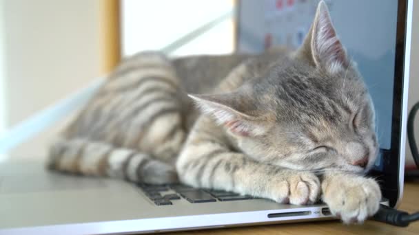 A cute grey tabby kitten lies and rests on the floor of the house in the rays of sunlight, looks at the camera. — Stock Video