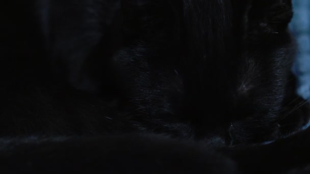 Yeşil gözlü siyah bir kedinin yakın plan portresi.. — Stok video