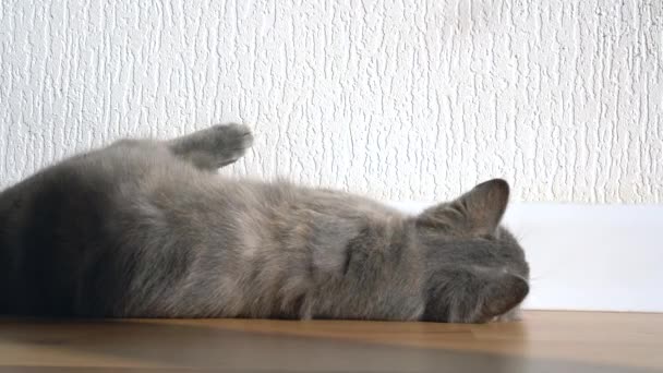 Um gatinho bonito cinza tabby mente e descansa no chão da casa nos raios de luz solar, olha para a câmera. — Vídeo de Stock