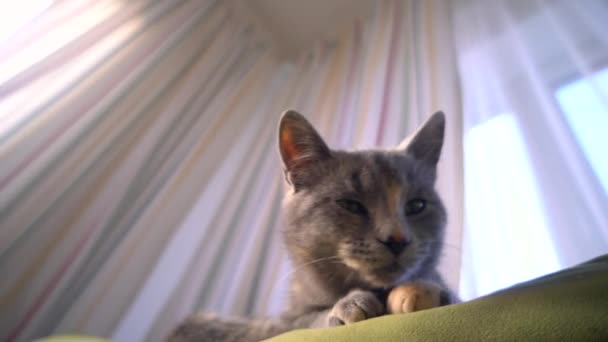 Ένα χαριτωμένο γκρι υπνηλία γάτα βρίσκεται και στηρίζεται στον καναπέ μέσα στο σπίτι. — Αρχείο Βίντεο