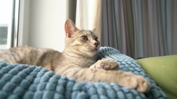 Ένα χαριτωμένο γκρι tabby γατάκι βρίσκεται και στηρίζεται στον καναπέ μέσα στο σπίτι στις ακτίνες του ήλιου. — Αρχείο Βίντεο