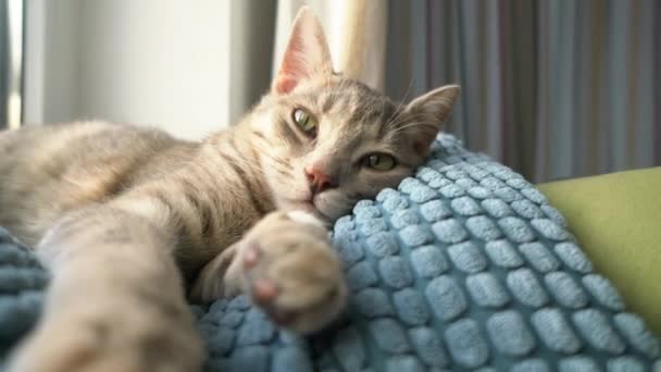 Um gatinho bonito cinza tabby mente e descansa no sofá dentro da casa nos raios de luz solar. — Vídeo de Stock