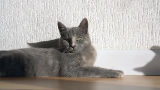 Roztomilé šedé koťátko lže a leží na podlaze domu v paprscích slunečního světla, dívá se do kamery. — Stock video
