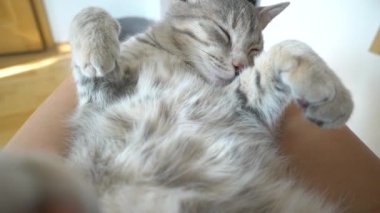 Şirin gri bir tekir kedi yavrusu ev sahibesinin dizlerine uzanıyor ve dinleniyor..