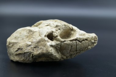 Taş fosilleşmiş kabukları