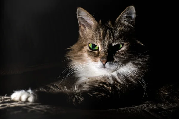 bir kedinin Studio fotoğraf