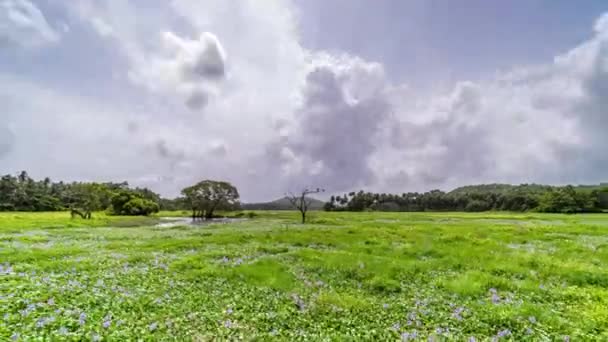 Gli alberi indiani. Iperdecadenza — Video Stock