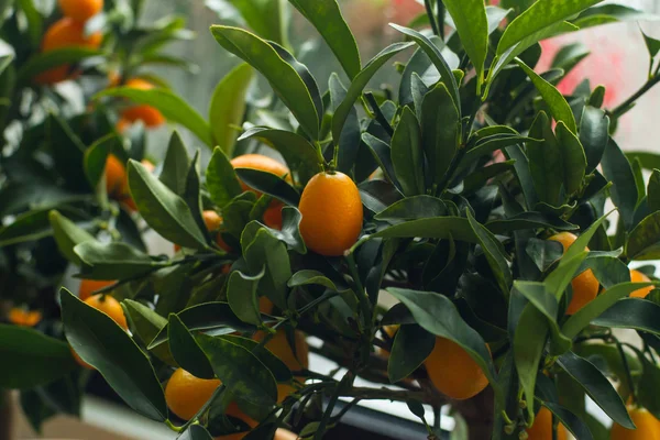 Kumquat litet träd — Stockfoto