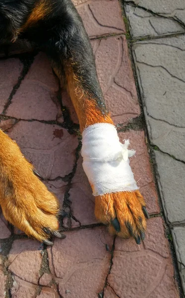 yaralı pençe ile köpek