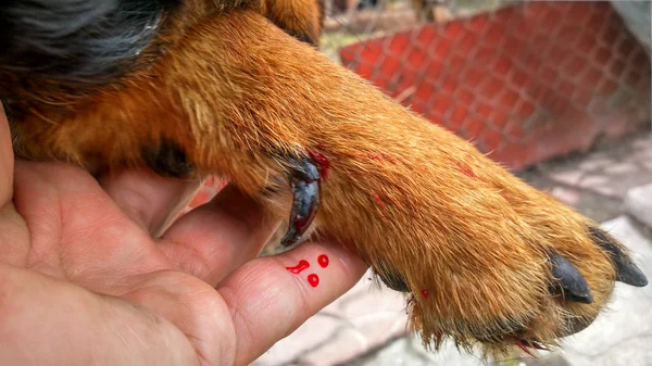yaralı köpek pençe
