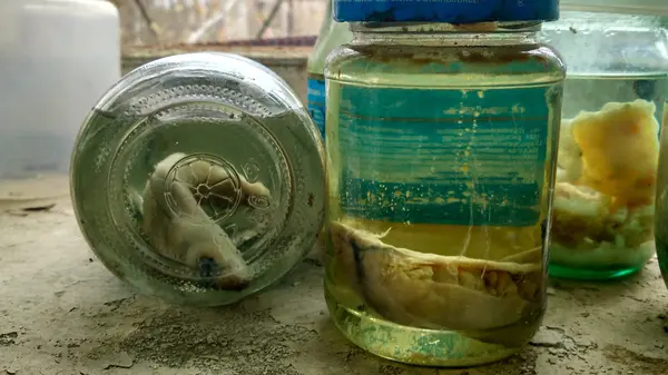 Pripyat laboratuvarda deneysel embriyo