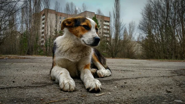 Pripyat evsiz vahşi köpek
