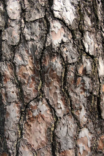 Pine spruce bark background — Stock Photo, Image