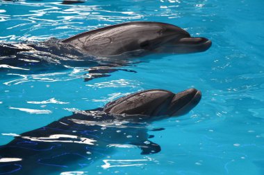 iki genç gri yunuslar