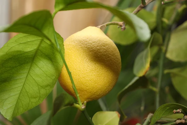 Yellow lemon on branch — Stock Photo, Image