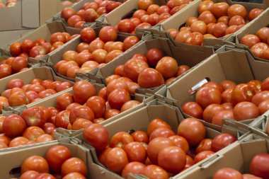 domates raf mağaza ile kutuları