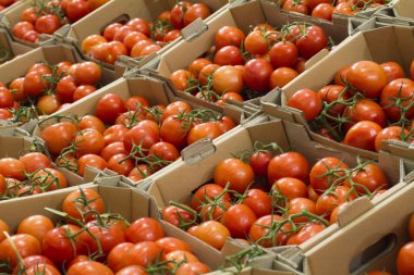 mağaza rafındaki bir delikanlı ile domates