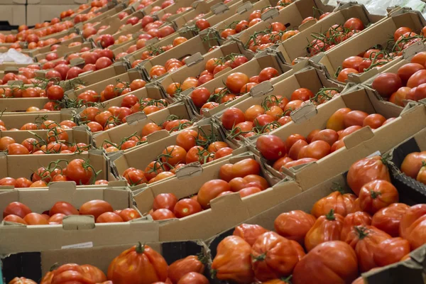 Beaucoup de tomates rouges dans les boîtes en magasin — Photo