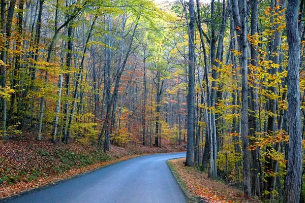 Eine Leere Straße Mit Blick Auf Das Auffallende Herbstlaub Der — Stockfoto