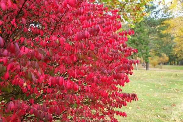 Bright red color of winged spindle plant, also known as burning bush