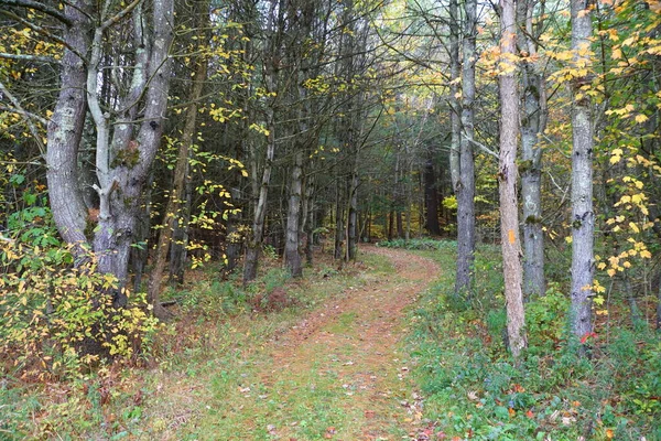 Sendero Para Caminar Otoño Cerca Del Parque Estatal Mount Pisgah — Foto de Stock