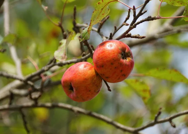 Pommes Rouges Sur Arbre Endommagées Par Des Insectes — Photo