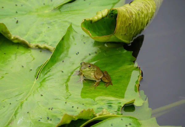 Ein Grüner Rog Sitzt Auf Dem Lilienkissen — Stockfoto