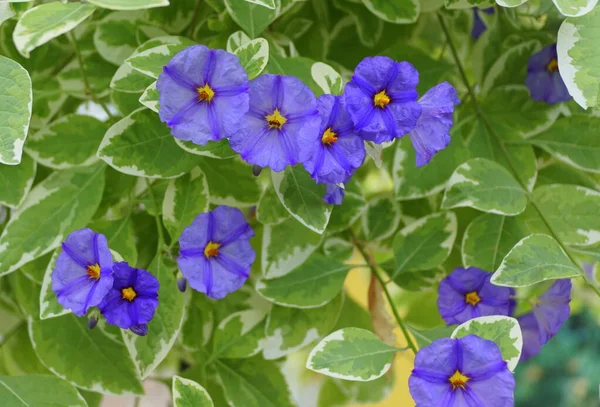 Colores Brillantes Las Flores Los Arbustos Papa Azul — Foto de Stock
