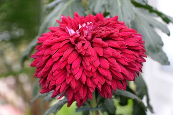 Tiefrote Farbe Der Chrysanthemenblüte Schwarze Magie — Stockfoto