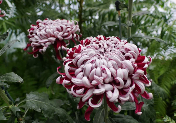 Weiße Und Dunkelrote Blüte Der Chrysantheme Lili Gallon — Stockfoto