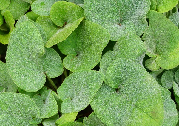 Απαλά Πράσινα Φύλλα Φυτών Sticky Jerusalem Sage — Φωτογραφία Αρχείου