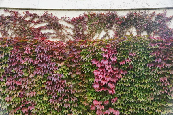 Divoké Japonské Břečťan Lezení Zeď Měnící Barvy Podzim — Stock fotografie