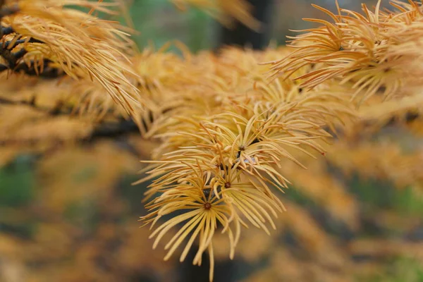 Close Van Gele Kleine Blaadjes Van Golden Larch Dennenboom — Stockfoto