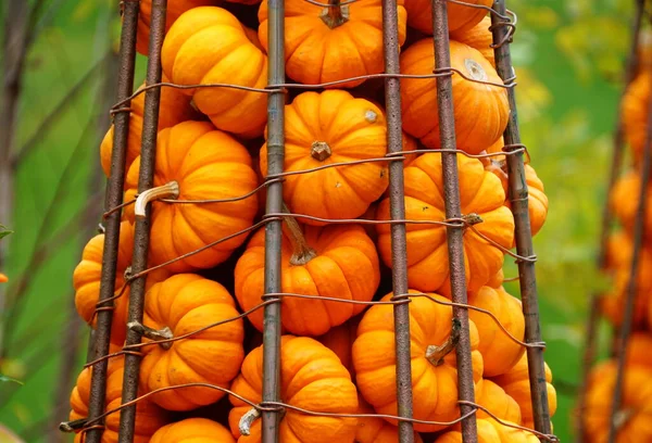 秋の装飾のために配置されたミニカボチャの山 — ストック写真