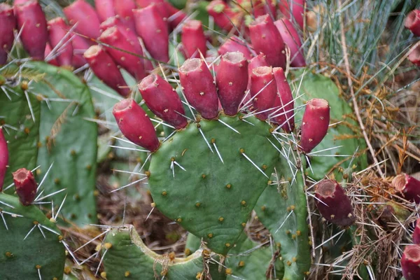 Flores Rojas Pera Espinosa Planta Cactus Espinas Afiladas —  Fotos de Stock