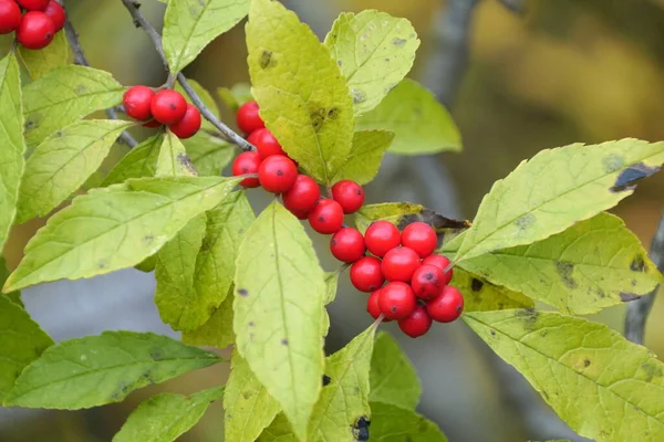 Close up of Red Winterberry Holly on the tree