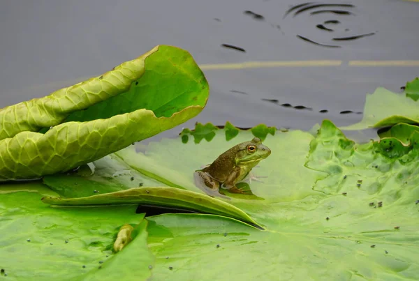 Ein Frosch Der Auf Dem Lilienkissen Sitzt — Stockfoto