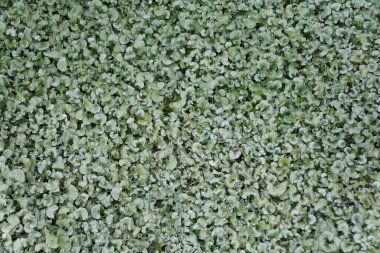 Silver Dichondra 'Silver Falls' un arazi örtüsü fabrikaları