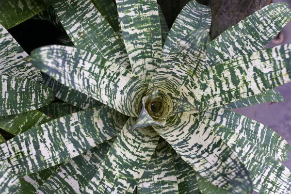 Folhas Verdes Brancas Planta Tropical Vriesea Ice — Fotografia de Stock