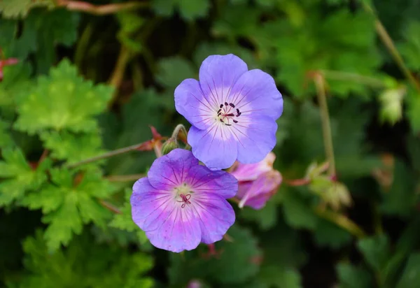 Красивые Голубые Цветы Журавля Гераниум Герват — стоковое фото