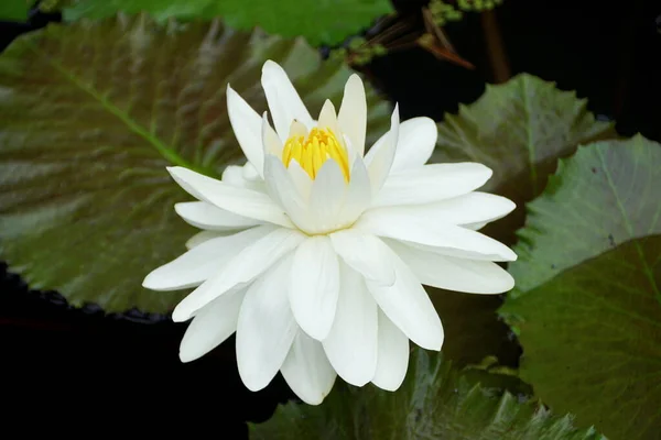 Όμορφο Λευκό Τροπικό Λουλούδι Waterlily Missourie — Φωτογραφία Αρχείου