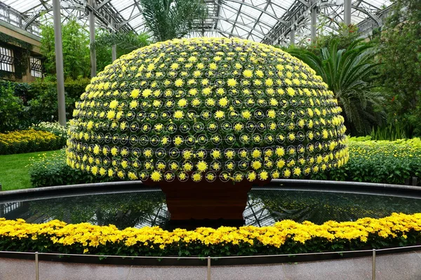 Yellow chrysanthemum flowers arranged as a shape of large umbrella