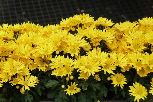 Yellow Chrysanthemum Flowers Full Bloom — Stock Photo, Image