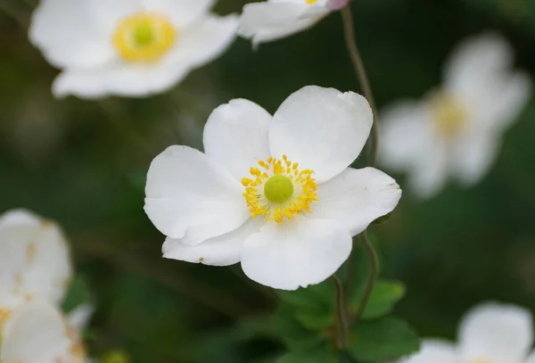 Primer Plano Una Flor Anémona China Robustissima —  Fotos de Stock