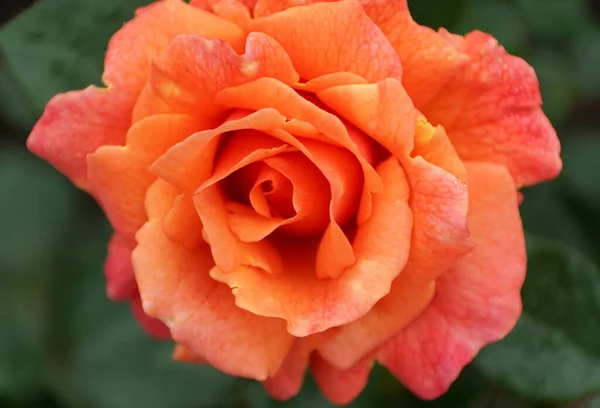 Laranja Cor Rosa Floribunda Rose Harpageant Flor — Fotografia de Stock