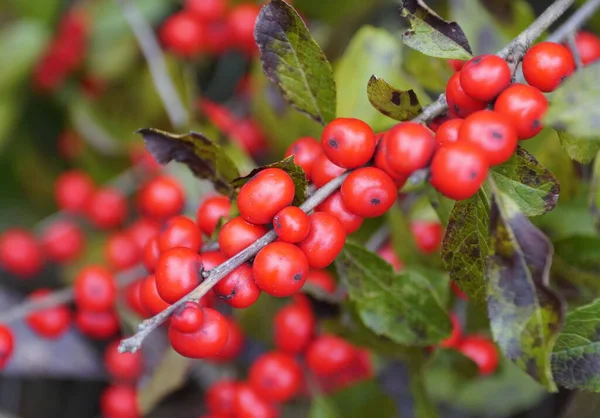 Bouquet Red Winterberry Holly Red Sprite Sur Arbre — Photo