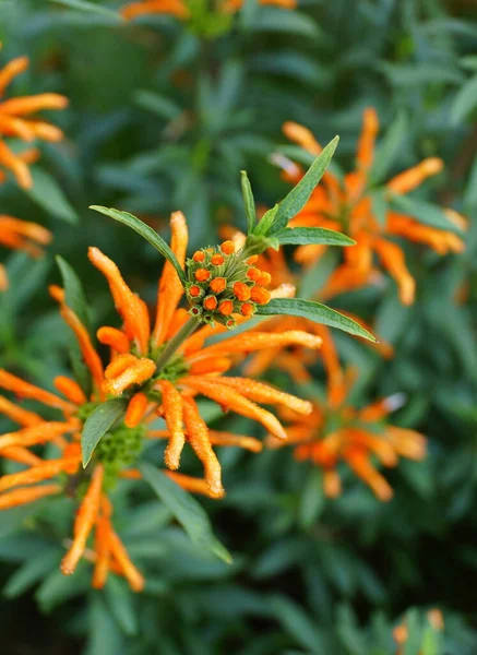 ライオンの尾の美しいオレンジ色の花 多年生植物 — ストック写真